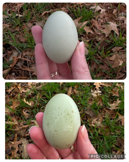 Frizzle Olive Eggers image 0