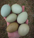 Olive Egger Multiple Generation Hatching Eggs