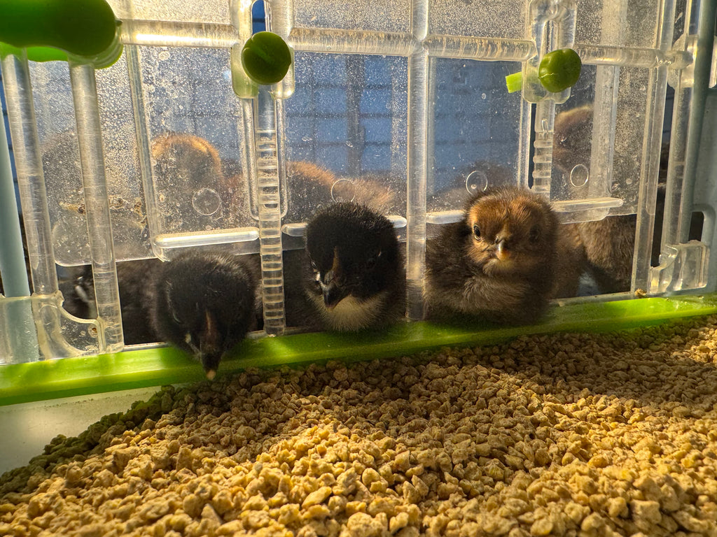 Day Old Olive Eggers (Multiple and Varying Generations)