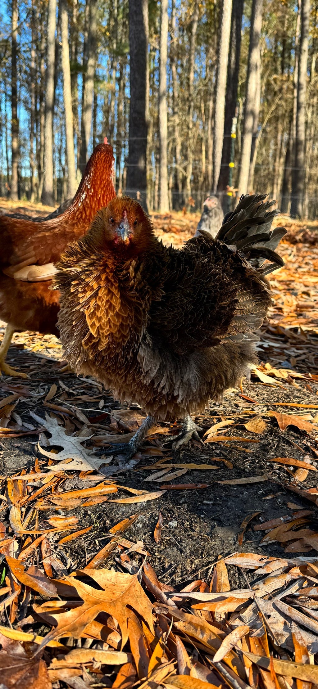 Frizzle Olive Eggers image 1