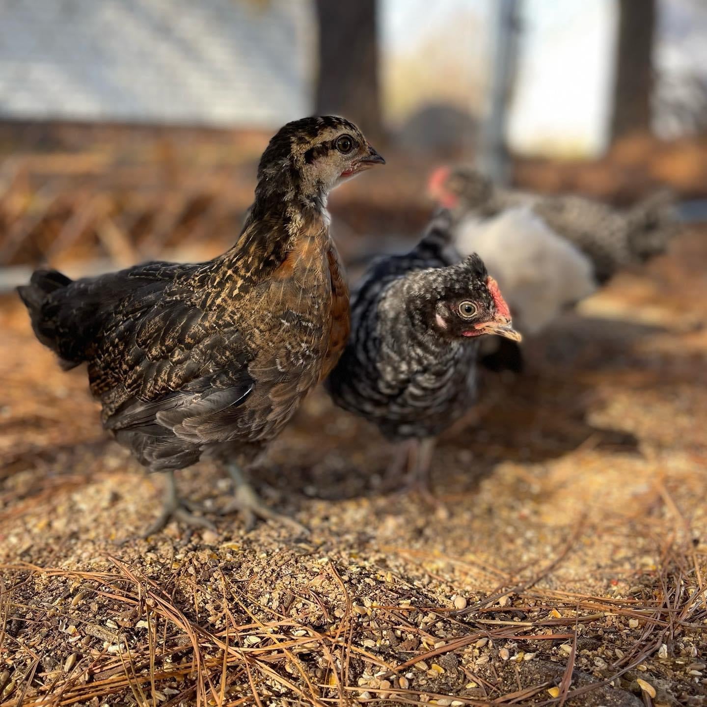 Coop Ready Pullet *Read Whole Description!* image 2