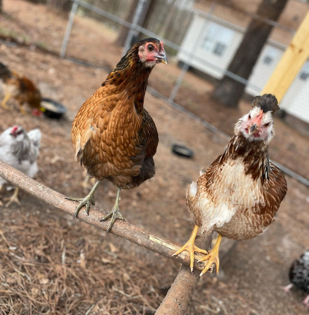 Coop Ready Pullet *Read Whole Description!* image 3