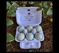 First Generation (F1) Olive Egger Hatching Eggs image 0
