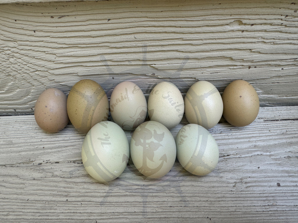 Olive Egger Multiple Generation Hatching Eggs