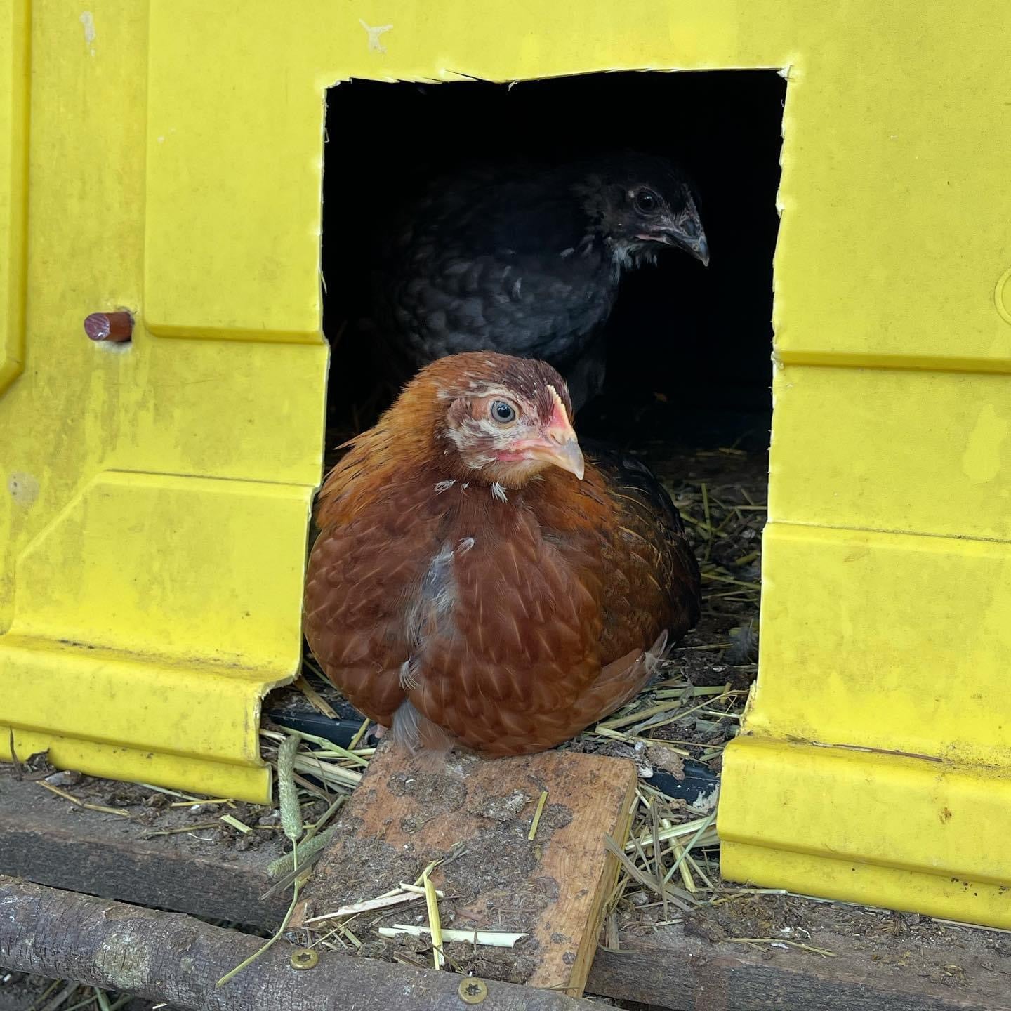Coop Ready Pullet *Read Whole Description!* image 4