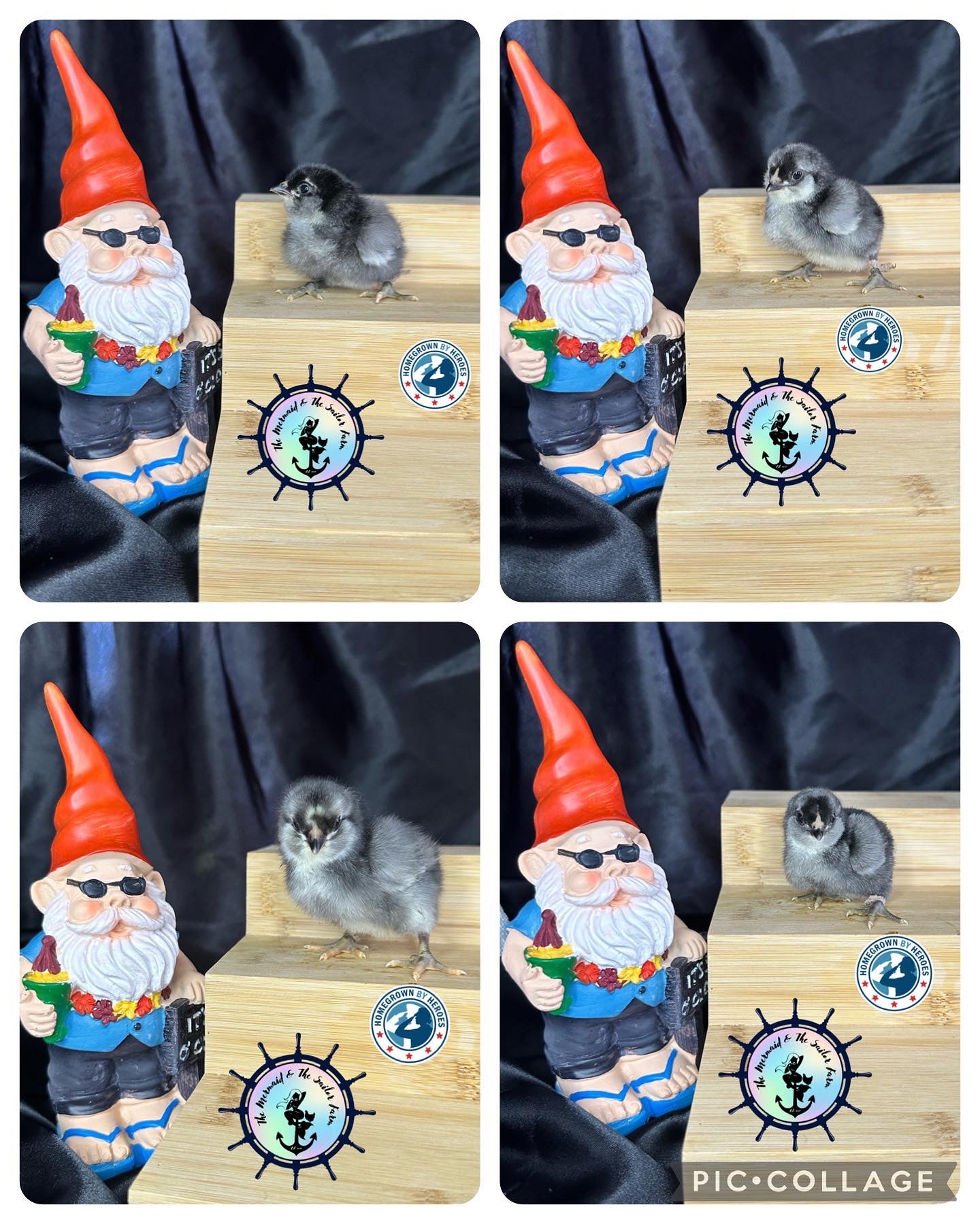 Black Ameraucana Chicks image 0