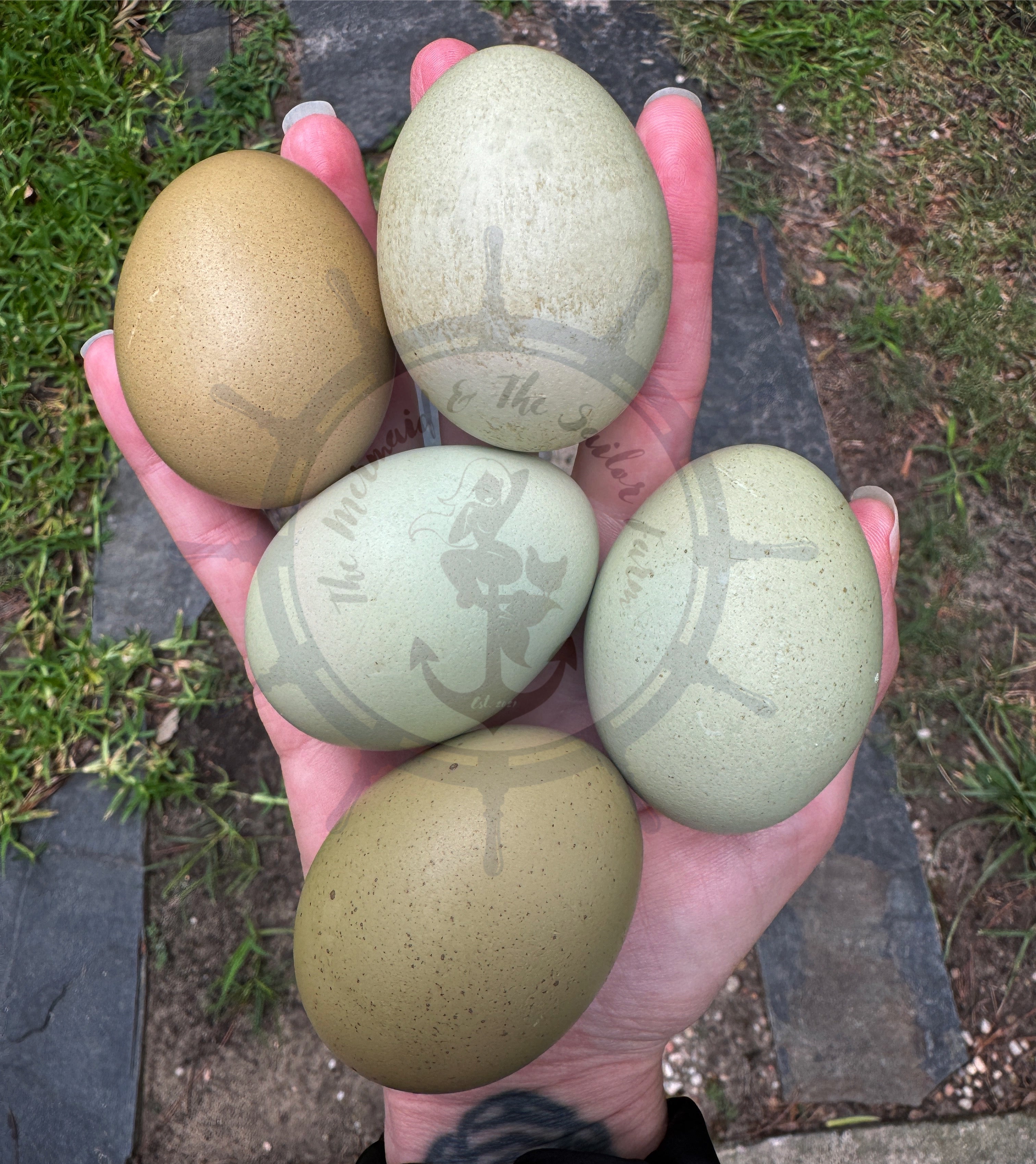 Olive Egger Multiple Generation Hatching Eggs