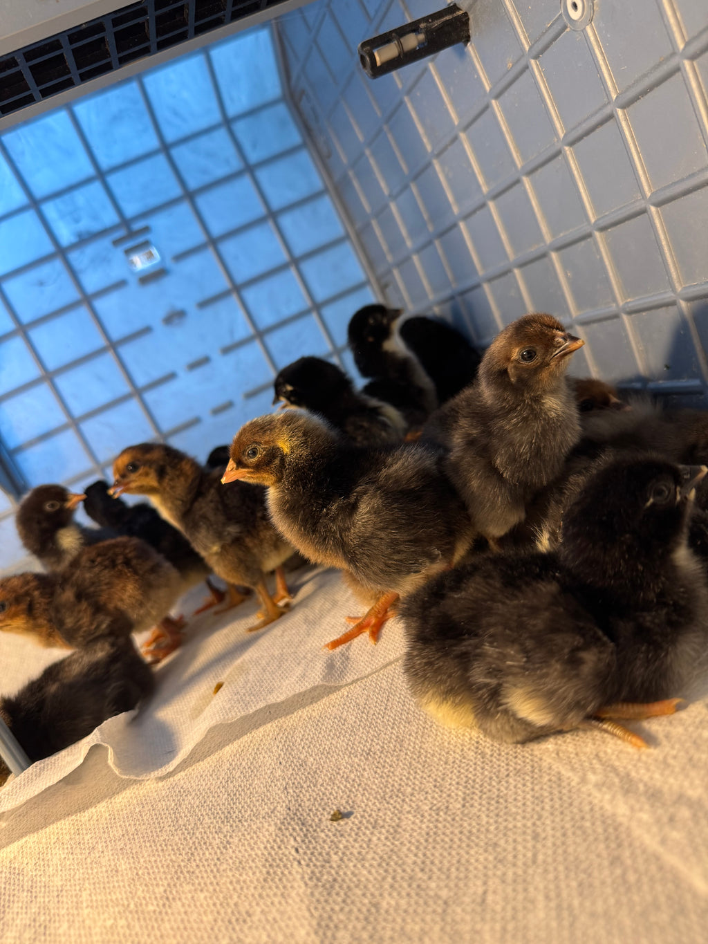Day Old Olive Eggers (Multiple and Varying Generations)