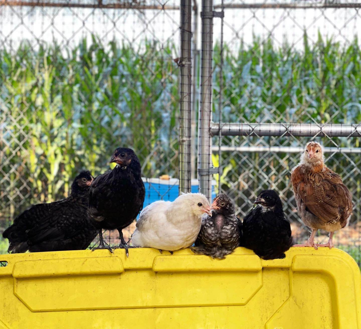 Coop Ready Pullet *Read Whole Description!* image 7