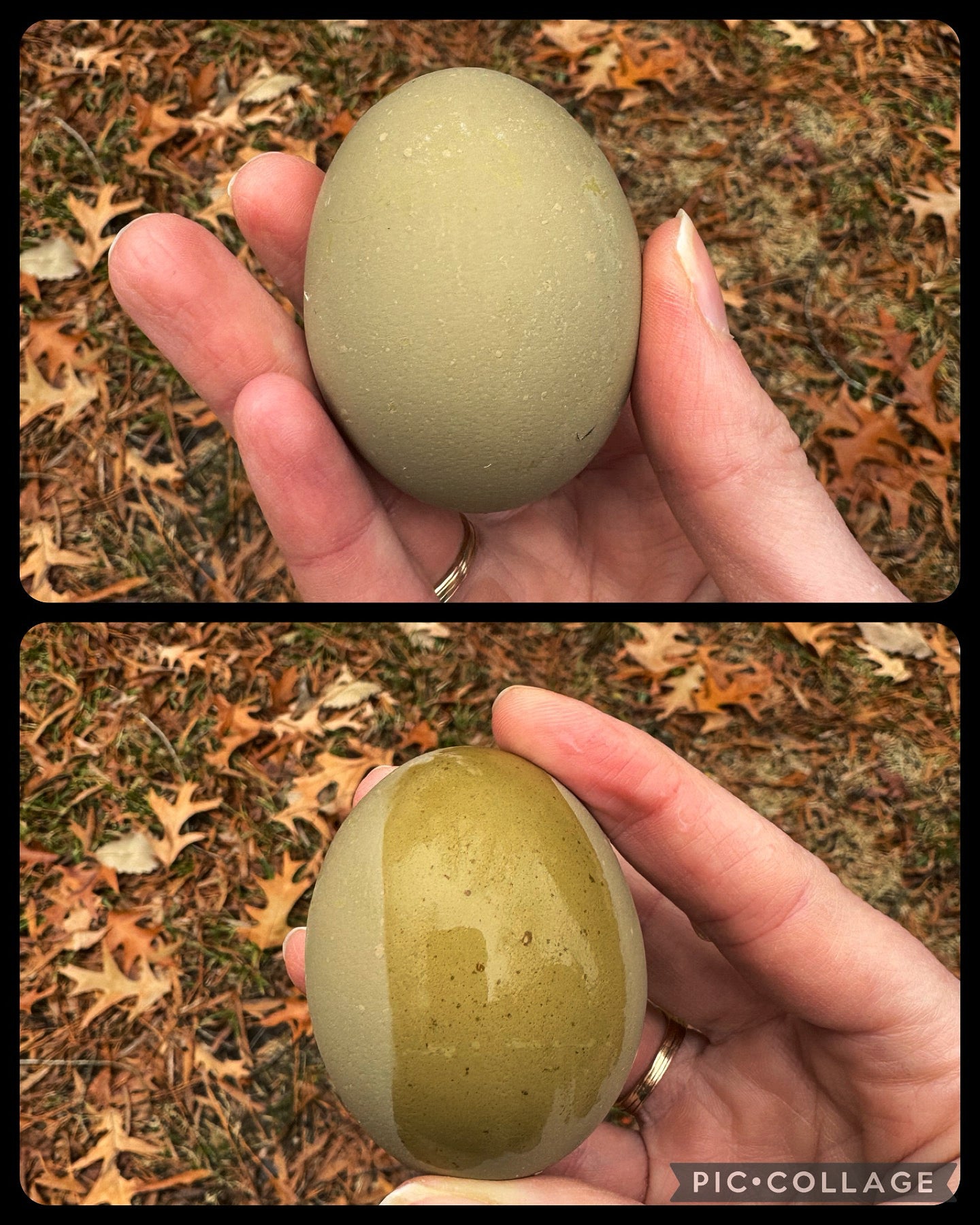 Heavy Bloom Olive Eggers image 0