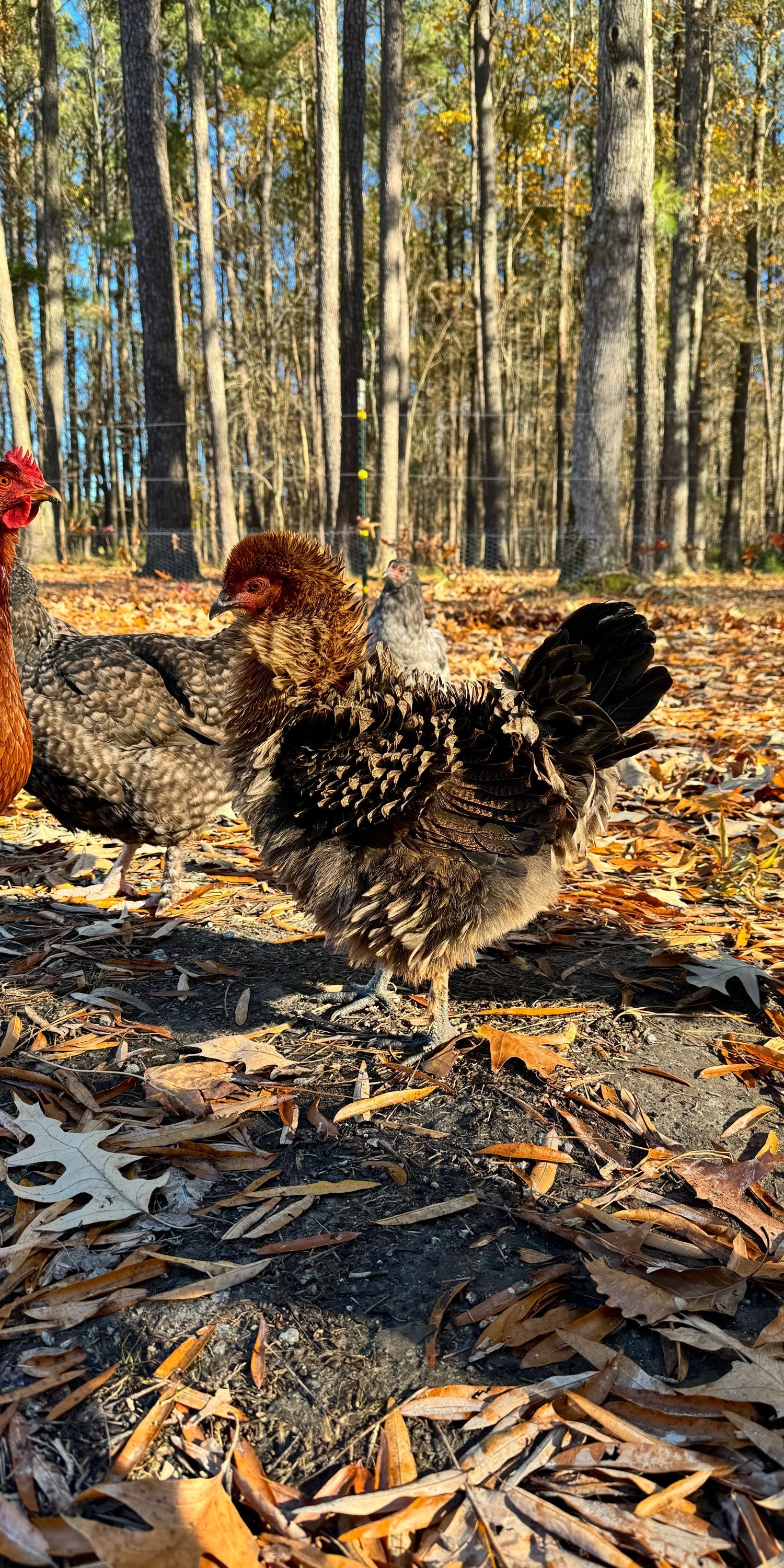 Frizzle Olive Eggers image 2