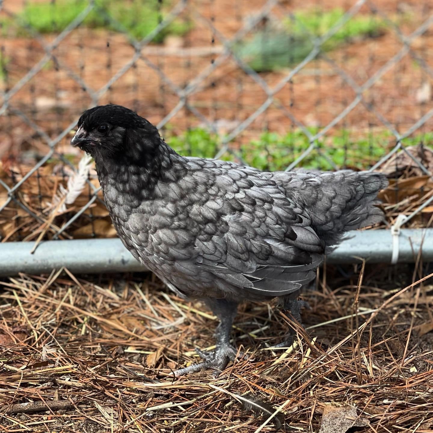 Coop Ready Pullet *Read Whole Description!* image 1