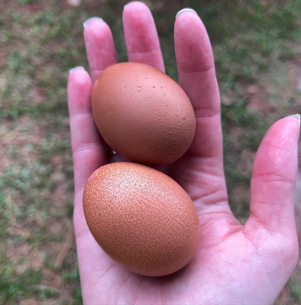 Olive Egger-Marans & Welsummer Assortment image 1