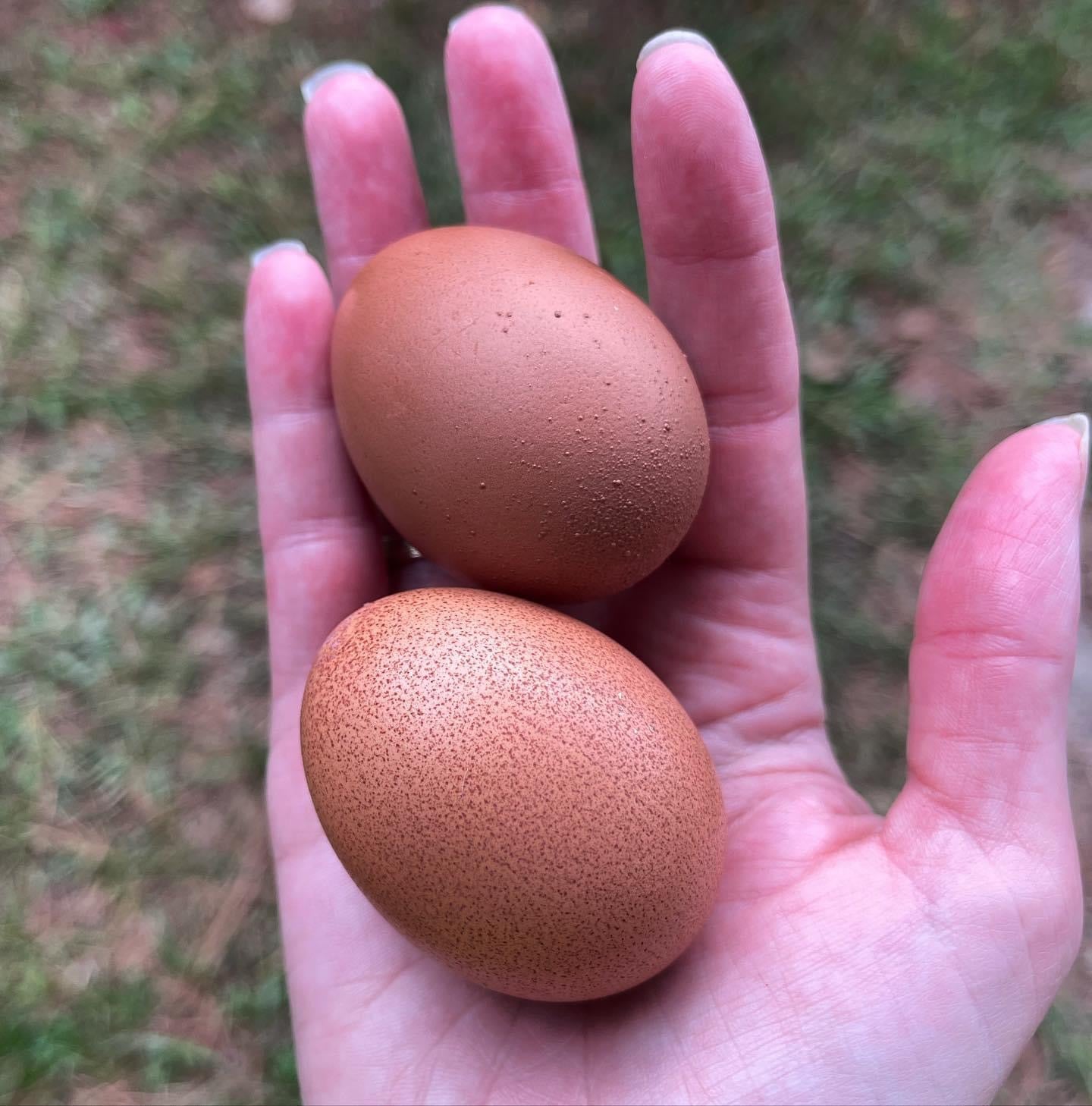 Olive Egger-Marans & Welsummer Assortment image 1