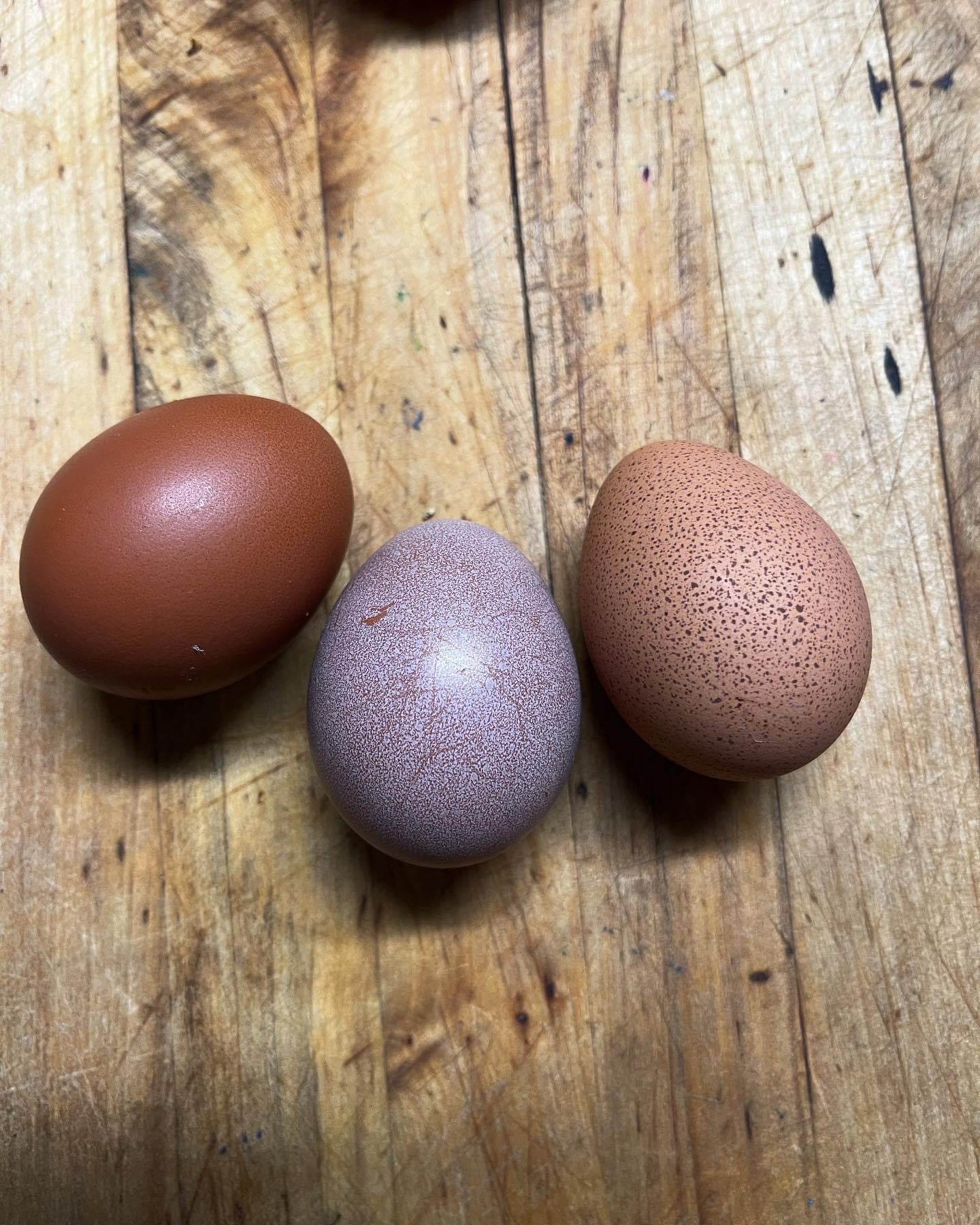 Olive Egger-Marans & Welsummer Assortment image 2