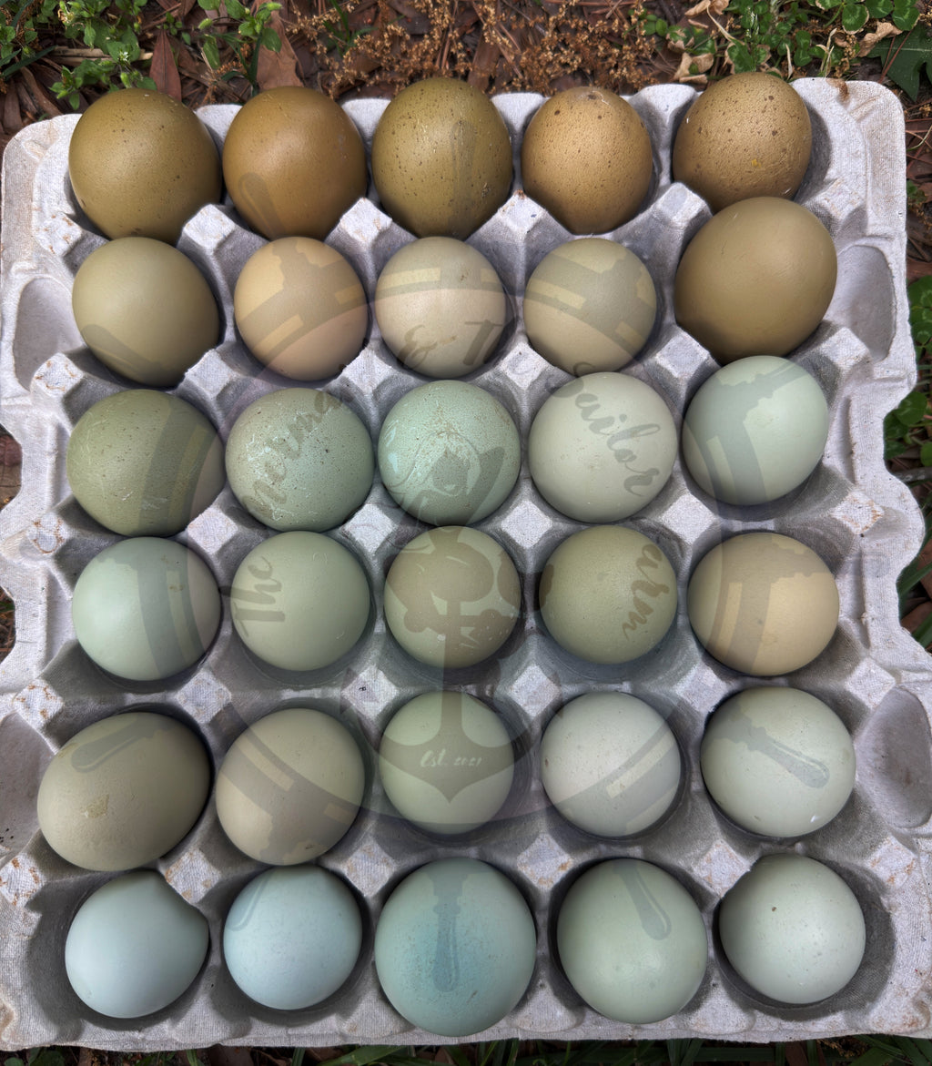 Olive Egger Multiple Generation Hatching Eggs