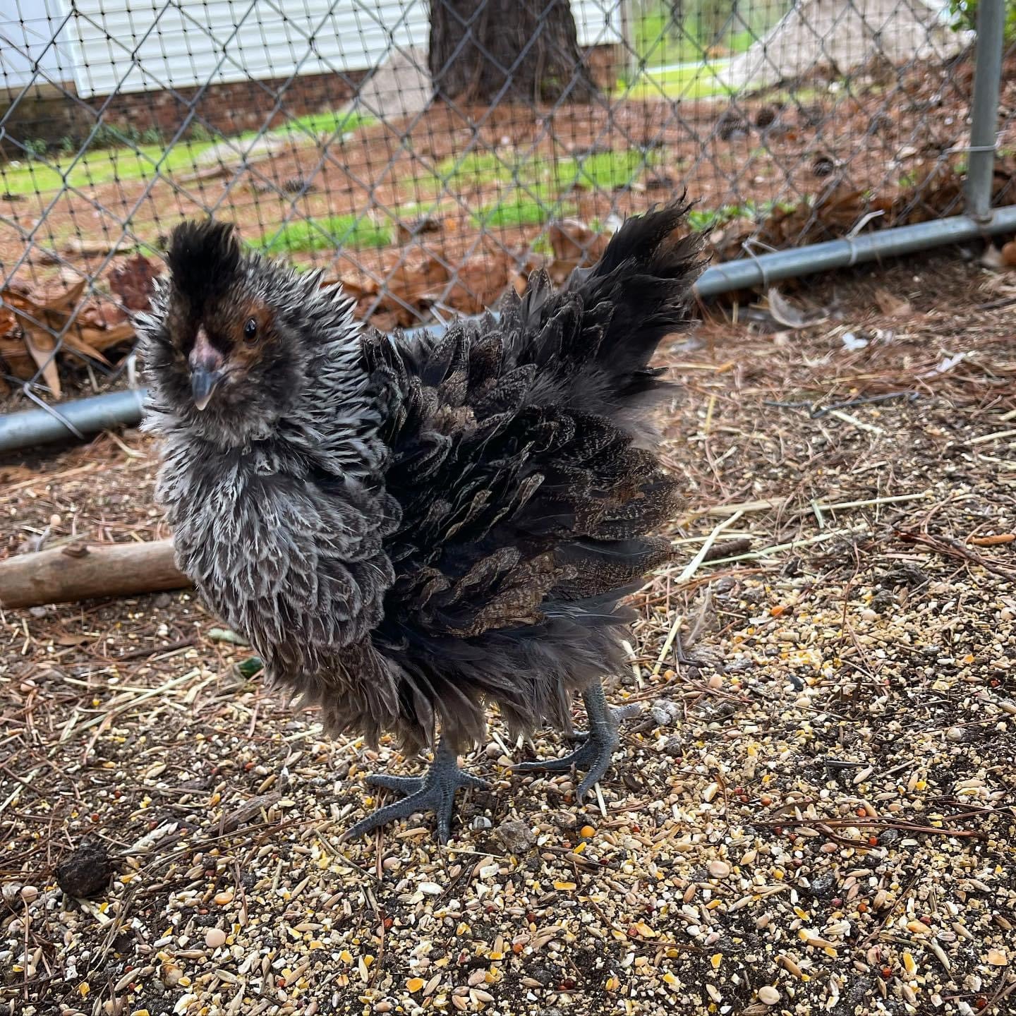 Coop Ready Pullet *Read Whole Description!* image 5