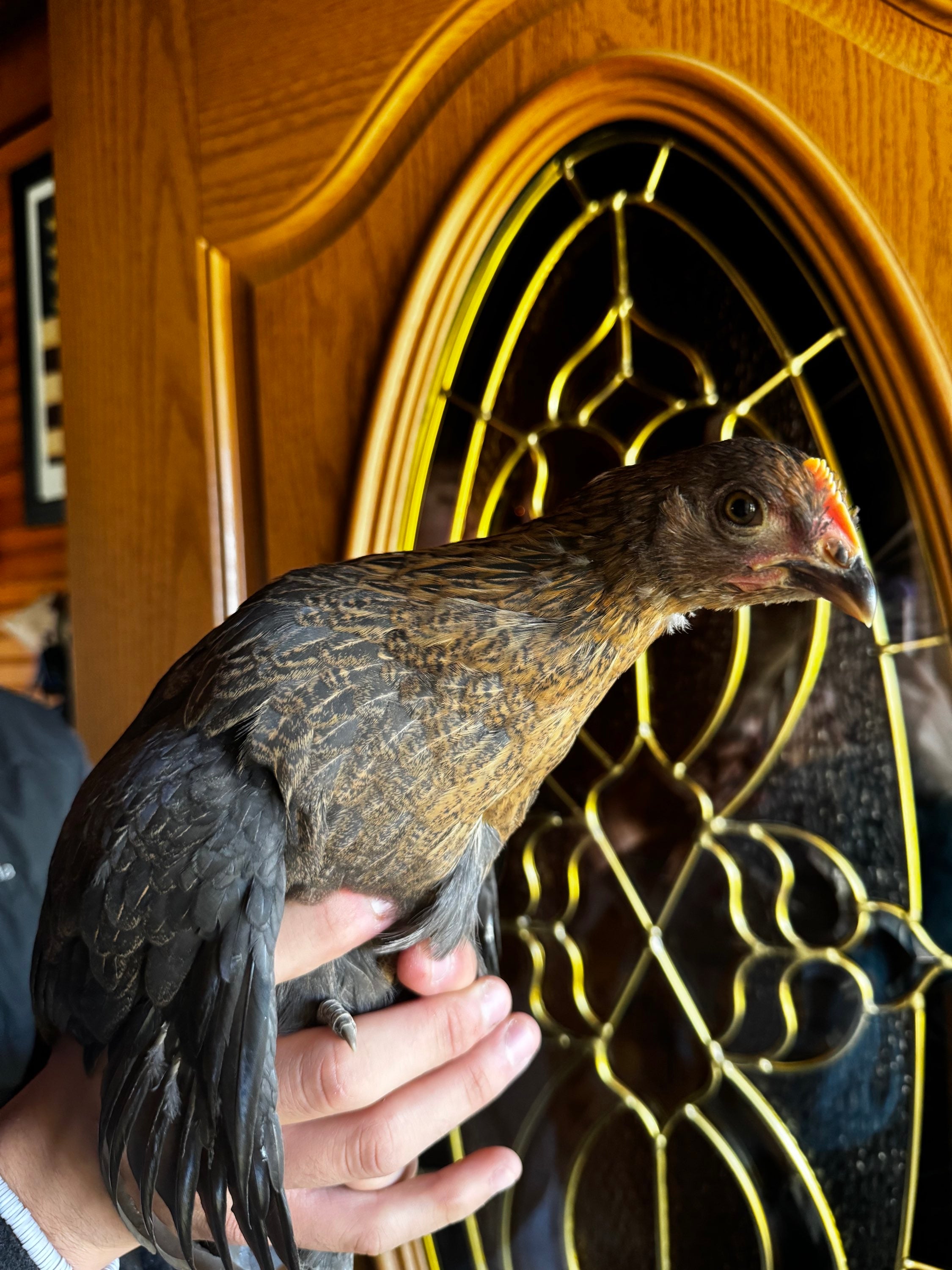 Coop Ready Pullet *Read Whole Description!* image 8