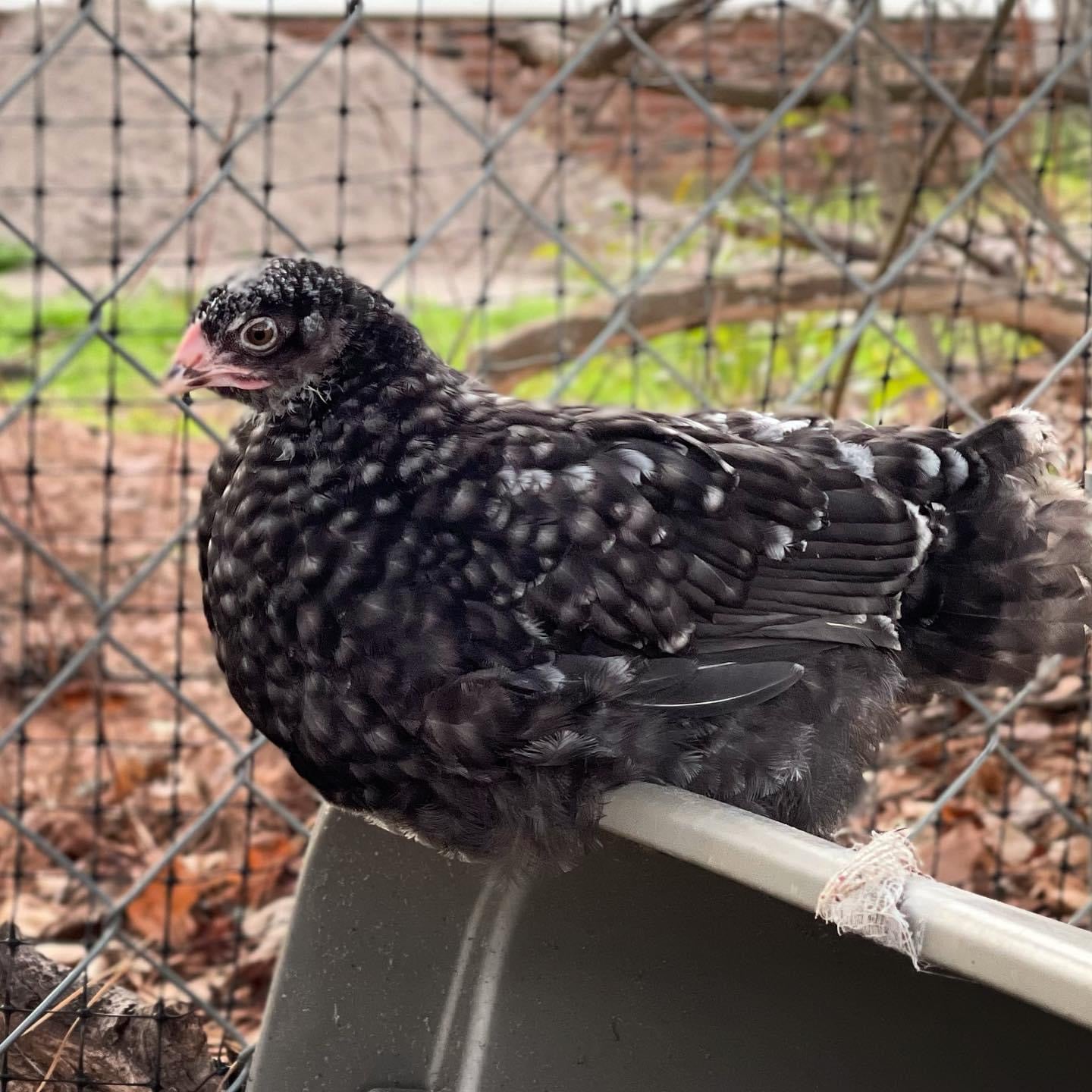 Coop Ready Pullet *Read Whole Description!* image 6
