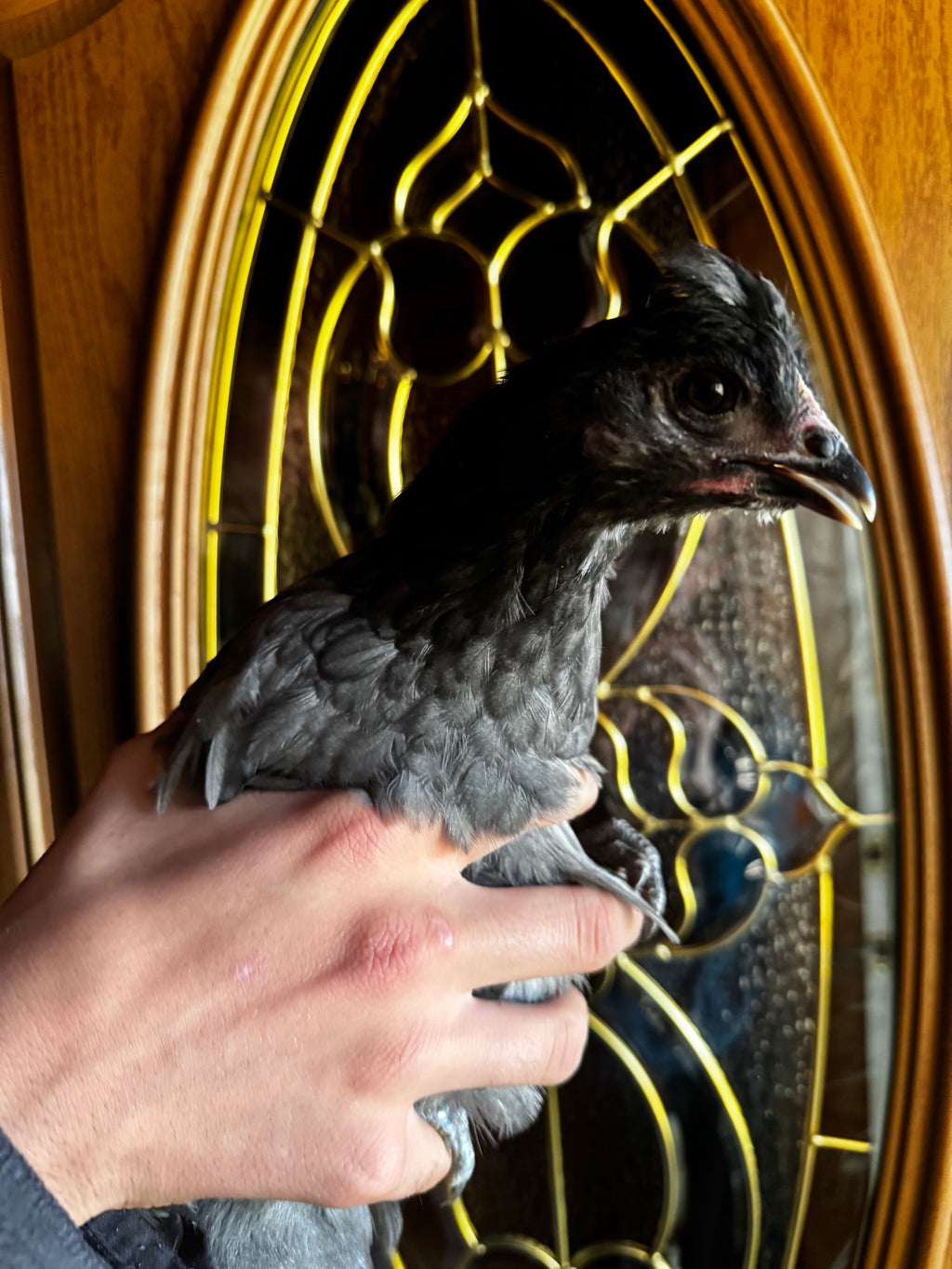 Coop Ready Pullet *Read Whole Description!* image 9